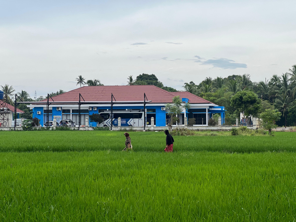 Persawahan yang terletak di Gampong Meunasah Tuha